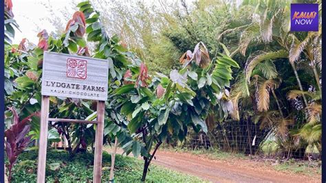 Lydgate farms. Things To Know About Lydgate farms. 